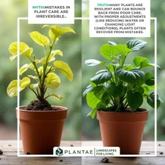 Don't give up on a struggling plant. Many plants are resilient and can recover from mistakes in care. With proper adjustments to watering or light, a yellowing plant can often be nursed back to vibrant health.