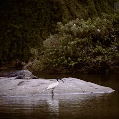 A tense moment between a crocodile and an ibis. This shot tells a story of survival in the wild, captured from a safe distance with a telephoto lens.