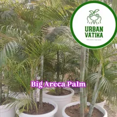A beautiful, big Areca Palm in a large white pot, ready for a client's home.
