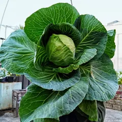 A closer look at my first-ever cabbage harvest. The leaves were so crisp and the head was dense and sweet. Growing your own food is a journey of delicious discoveries.