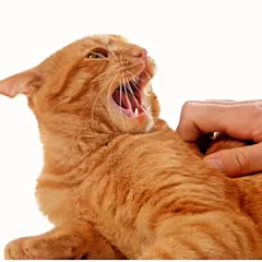 Does your cat show signs of aggression or fear? It could be related to stress or discomfort. As a certified cat behaviorist, I can help you understand the cause through an online consultation.