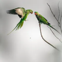 A male Alexandrine parakeet approaches a female in a courtship ritual. The high-key background isolates the birds, focusing the viewer's attention on their interaction and vibrant green plumage. Capturing these behaviors requires a lot of patience.