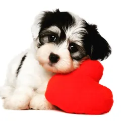 This adorable black-and-white puppy cuddling a red heart toy perfectly captures the love a new pet brings into a home. We are here to help you find this unconditional love through our adoption and sales services.