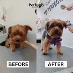 This Yorkshire Terrier's transformation shows our attention to detail. We provided a precise, breed-standard haircut that is both stylish and easy to maintain.