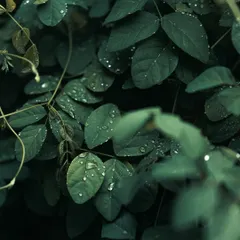 Raindrops clinging to lush green leaves. I'm drawn to the way rain transforms the natural world, highlighting textures and deepening colors.