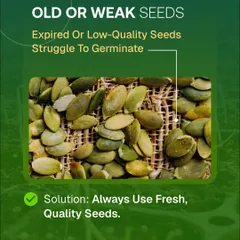 If your seeds aren't sprouting, it might be because they are old or of low quality. Expired seeds struggle to germinate, so the solution is to always start with fresh, high-quality seeds for the best results.