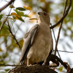 A male Shikra, also known as the little banded goshawk, perched in a tree in Dwarka, New Delhi. Their fiery red eyes are a distinguishing feature.