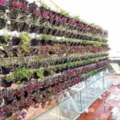 I designed and installed this expansive living vertical garden on a building's terrace. The wall features multiple tiers of diverse plants with varying colors and textures, creating a dynamic, living piece of art that also helps cool the surrounding area.