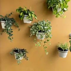 This is another great 'after' shot. We took simple plastic pots, wrapped them with jute rope for a rustic, eco-friendly look, and mounted them on the wall to create this beautiful living display.