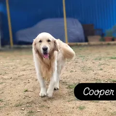Cooper the Golden Retriever, enjoying his time in the sandy part of our yard.