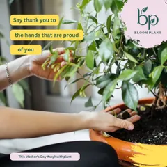 Show your appreciation with a living gift. This image, from my Mother's Day collection, highlights the simple, powerful gesture of gifting a plant to honor the nurturing love of a mother or caregiver.
