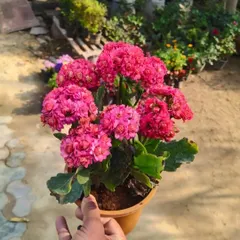Looking for a splash of color? This bright pink Kalanchoe is a popular choice. It's a cheerful flowering succulent that is easy to look after and blooms for a long time.