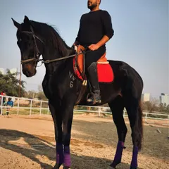 A rider sits atop a powerful black horse in our training arena. This showcases the physical conditioning and readiness of my horses for demanding work.