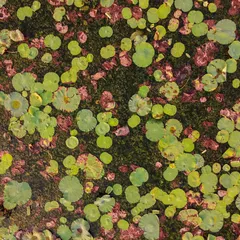 A close-up, top-down view of lily pads in a pond, creating a colorful and abstract natural pattern.