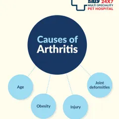 Several factors can contribute to arthritis in dogs, including age, obesity, past injuries, and joint deformities. Identifying these causes helps us create a more effective management plan.
