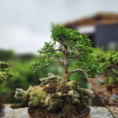 This bonsai is designed in a root-over-rock style, with the tree growing over a mossy stone, evoking the image of a tree clinging to a mountainside.