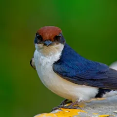 A slightly wider portrait of the Wire-tailed Swallow, showing its beautiful blue and white plumage against a vibrant green background.