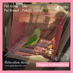 Titu, a beautiful Pahari Tohta (parrot), traveled safely in our AC cab from Nagpur to Bangalore. We take special precautions to ensure a smooth and stable ride for our avian clients.