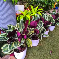A lineup of beautiful Calathea plants in classic white pots, ready to be gifted this Rakshabandhan. A row of living gifts that will continue to grow and thrive.