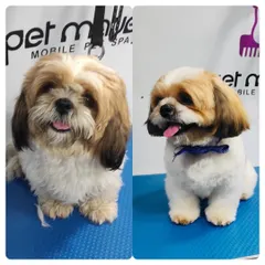 Regular grooming is essential for a healthy coat year-round. This before-and-after shows how we gave this Shih Tzu a clean and comfortable cut, perfect for any season.