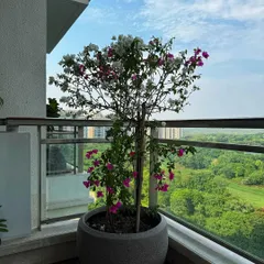 Sometimes, one perfect plant is all you need. This beautiful Bougainvillea in a minimalist polymer pot acts as a stunning statement piece, adding a pop of color to a high-rise balcony in Gurgaon with a gorgeous golf course view.