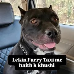 This handsome Pitbull is all smiles after a comfortable ride in the Furry Taxi.