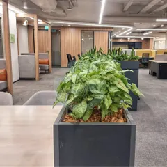 As part of our "Dahlia Project" in Chennai, we used these long planters filled with Syngonium plants to line walkways and divide spaces in an open office layout, creating natural pathways.