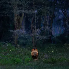 A male lion emerges from a dark, magical forest, surrounded by what appear to be fireflies. This is one of those rare, surreal moments where reality feels like a fairytale, creating a truly artistic and moody image.