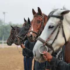 A lineup of our beautiful horses, each with their own unique look and personality. They are the soul of our equestrian center.
