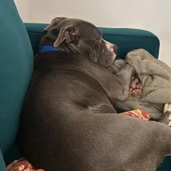 After a very long wait, our handsome pitbull mix Kyro is finally home. Here he is, completely relaxed and comfortable on the couch, living the life he always deserved.