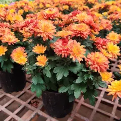 A pot of beautiful orange Chrysanthemums, perfect for adding a warm, sunny feel to your space. These are some of the most popular seasonal flowers I offer.