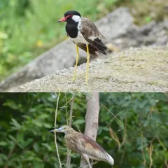 A Red-wattled Lapwing and an Indian Pond Heron. These ground-dwelling and wading birds thrive in the mixed habitats of grasslands and wetlands that we create at our restoration sites.