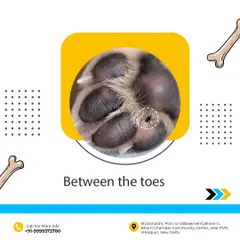I pay close attention to the little spots where ticks often hide, like between the paw pads. This detailed check is a standard part of my post-walk routine for all boarding and daycare dogs, ensuring they stay healthy and pest-free after their outdoor fun.