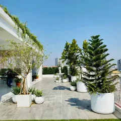 Transforming an urban rooftop into a green escape with a city skyline view. This project features a combination of lawn, large potted trees like Fiddle-leaf Fig and Norfolk Pine, and low-maintenance succulents to create a stunning terrace garden.