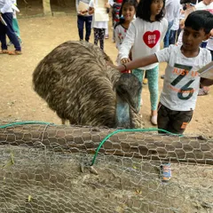 A child bravely reaches out to feed an emu. These real-world experiences are incredibly powerful, moving learning from the pages of a book into a memorable, multi-sensory event.