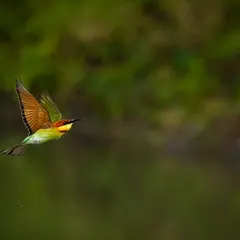 A Chestnut-headed Bee-eater captured in flight. Catching these fast-moving birds is always a challenge, but the result is a graceful image full of color and motion.