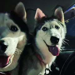 Road trip! Nothing beats a car ride with these two happy Huskies, Brooke and his girlfriend, ready for their next adventure.