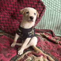 Here's another look at Chloe, our 1.5-month-old Indie-Lab mix puppy. She's sitting pretty and showing off the cute little camo shirt we got for her. She is fully vaccinated and ready for a loving family.