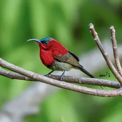 A male Crimson Sunbird in its brilliant breeding plumage. Capturing the iridescence and deep red of these tiny, energetic birds requires perfect lighting and a fast shutter speed.