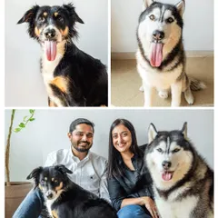 A beautiful family portrait featuring Sasha the Indie and Luis the Husky. This collage showcases both individual pet portraits and the complete, happy family unit.
