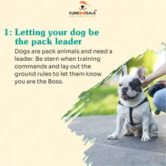 This comprehensive guide for new pet parents covers five key areas: establishing yourself as the pack leader, obedience training, avoiding overfeeding, ensuring enough exercise, and the importance of regular vet visits.