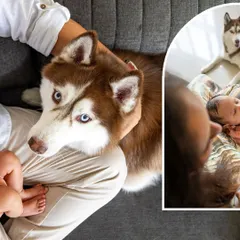 A collage showing a beautiful husky looking at the camera and another shot of it watching over the family's newborn baby.