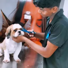 The details matter. I use precision scissors for a perfect and safe face trim on this Shih Tzu. This kind of detailed grooming around the eyes and mouth is important for your pet's hygiene and comfort.
