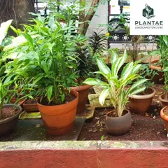 Another view of our planting work for the school project. We used a combination of terracotta and modern planters to house different plant species, creating varied points of interest within the landscape design.