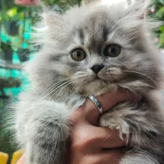 There's nothing better than a handful of fluff! This little silver tabby Persian is getting some quality cuddle time. We handle our kittens constantly to ensure they are social, friendly, and completely comfortable with their human friends.