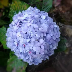 Hydrangeas are flowers of gratitude and grace. This beautiful blue cluster is a joy to watch grow, and its large, soft blooms can last for more than ten days.