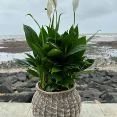 The Peace Lily is a timeless choice for adding an elegant touch to any space. Its graceful white blooms rise above deep green foliage, and it's known for being an excellent air-purifying plant.
