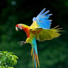 A Blue-and-yellow Macaw in full flight, its wings spread to reveal a stunning spectrum of color. This dynamic shot from Costa Rica captures the freedom and vibrancy of the rainforest.
