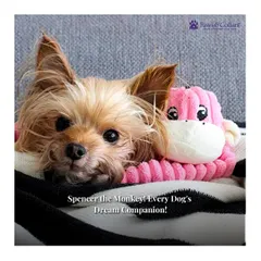 Spencer the Monkey is every dog's dream companion. This adorable Yorkshire Terrier is cuddled up with the soft, crinkly, and squeaky plush toy, perfect for gentle play.