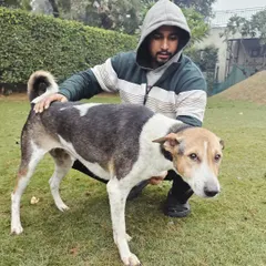 A quiet moment of connection with Bira, an Indie dog, during his stay. Building a bond based on trust is the first step before any formal training begins. Every dog needs to feel safe to be able to learn effectively.